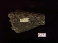 犀牛下顎骨化石藏品圖，第2張